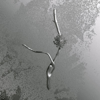 Gaia Banfi - La Maccaia